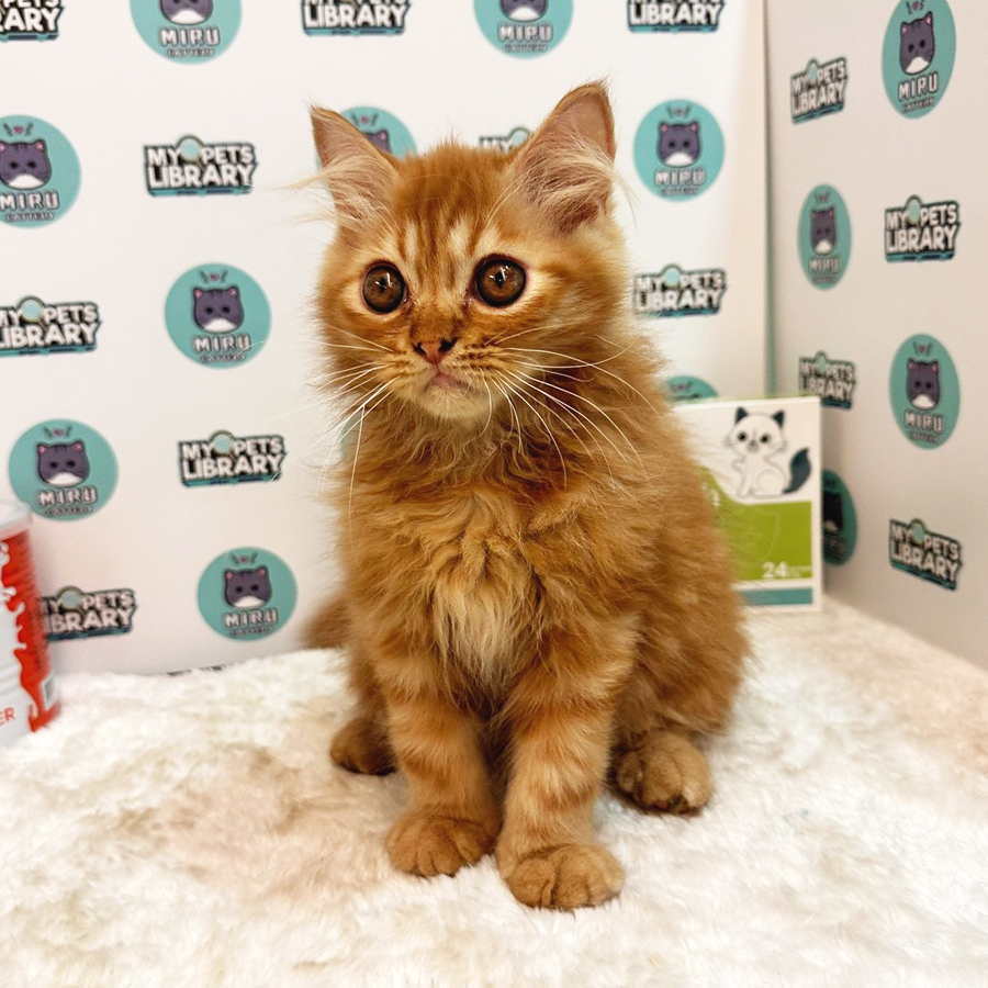 Persian Kitten (Female) For Sale