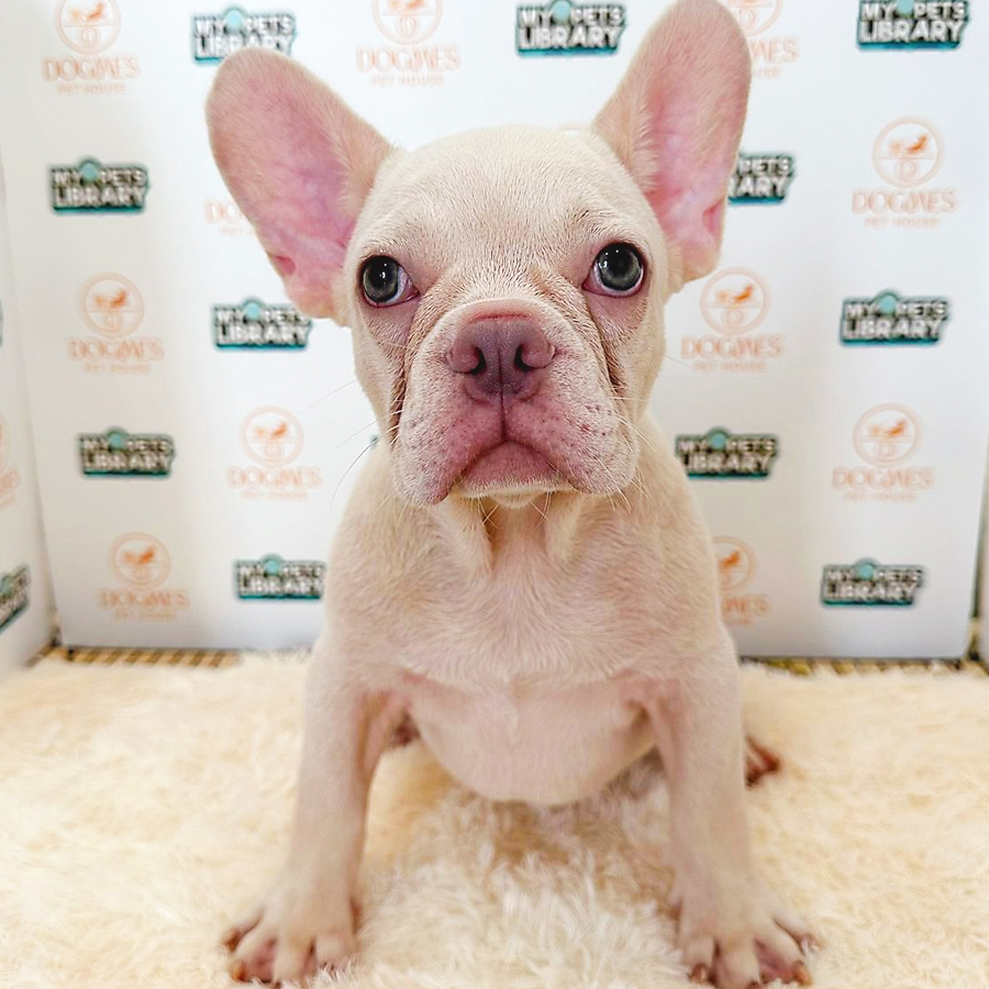 French Bulldog Puppy (Male) For Sale