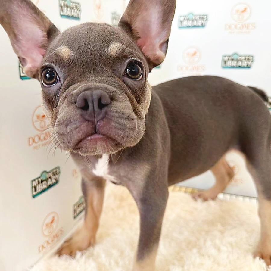 French Bulldog Puppy (Female) For Sale