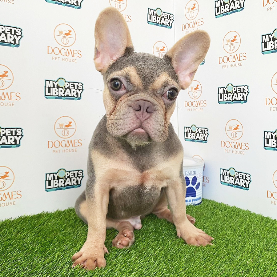French Bulldog Puppy (Male) For Sale