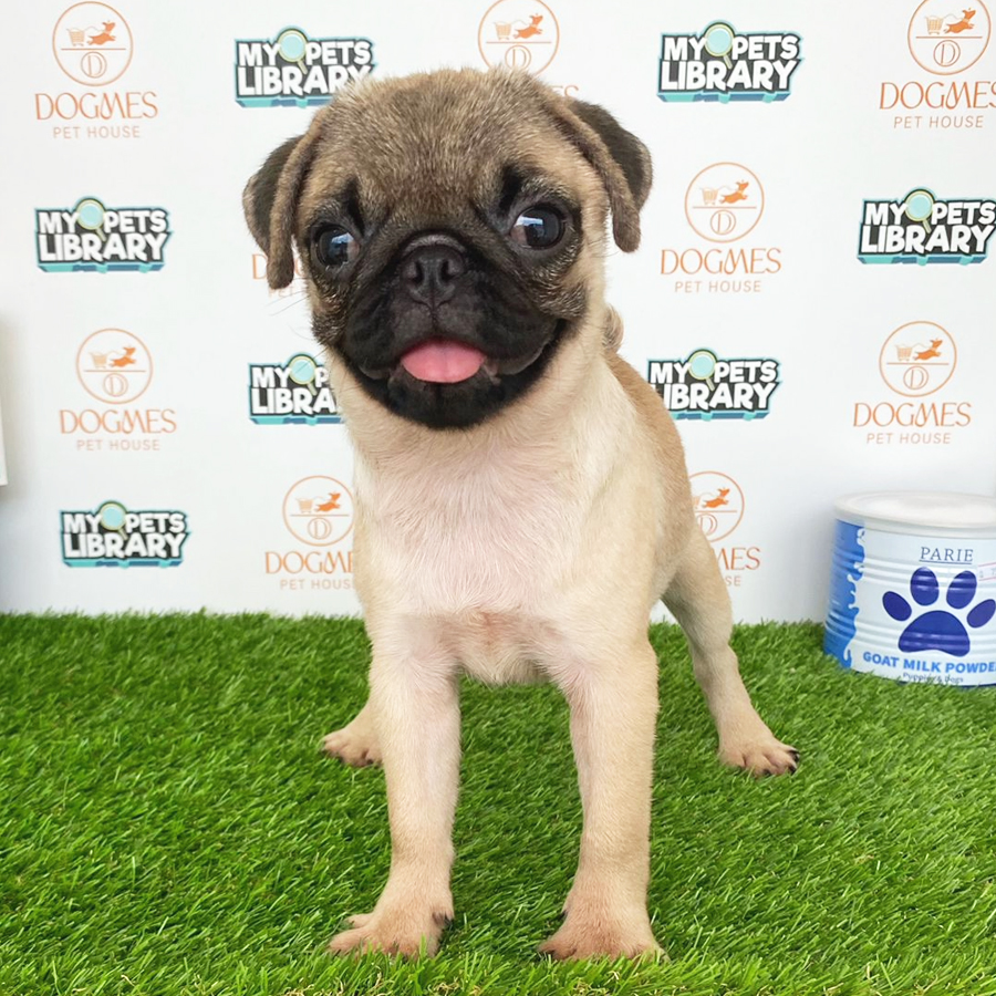 Pug Puppy (Female) For Sale