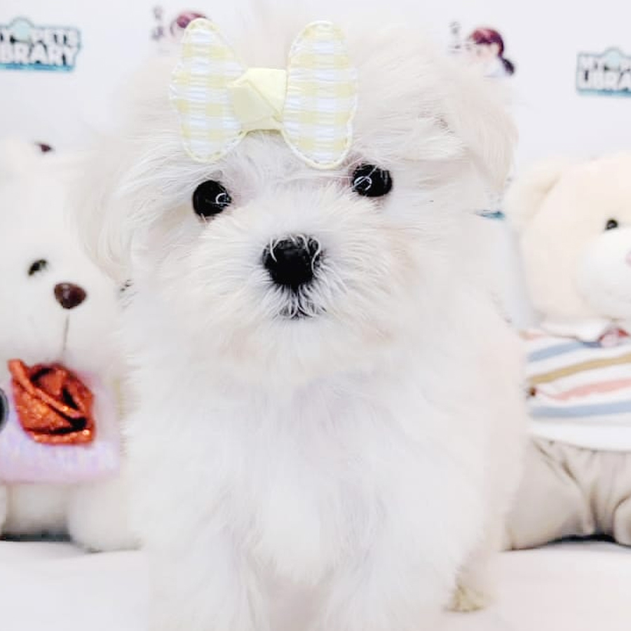MKA Maltese Puppy (Male) For Sale