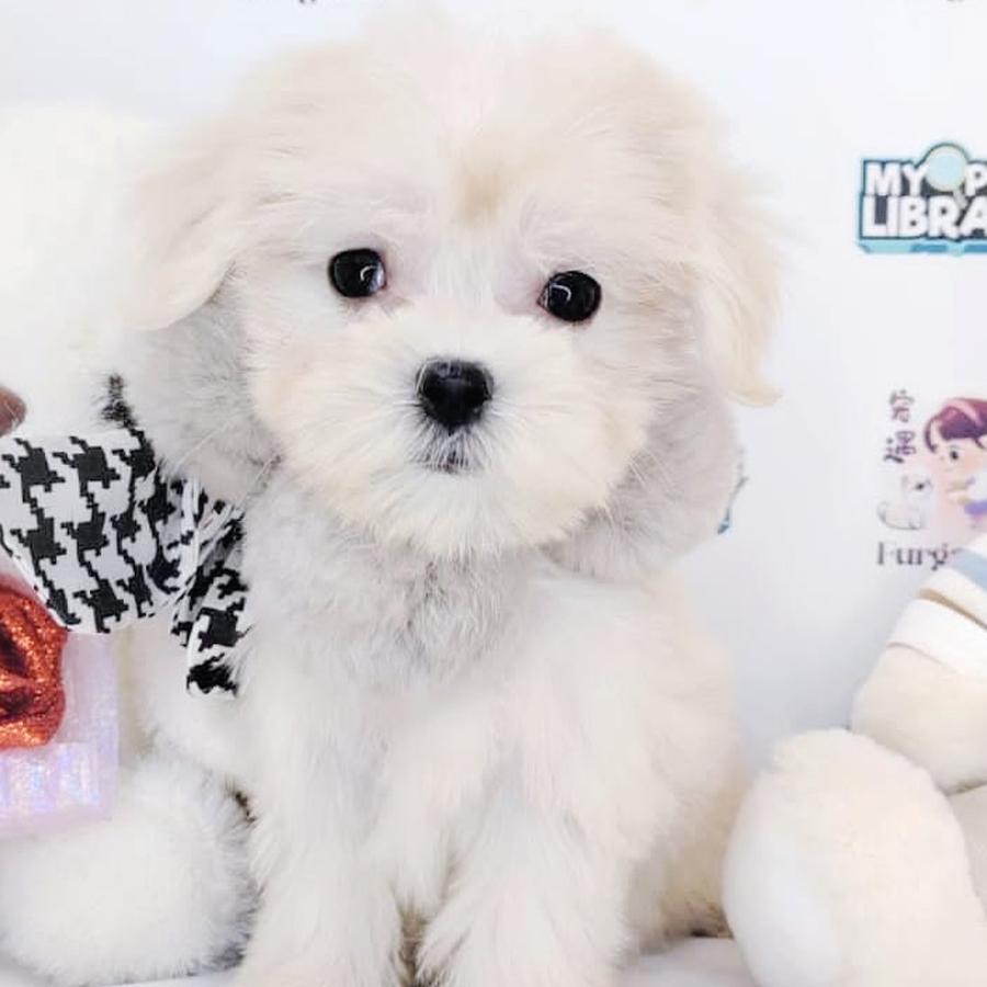 MKA Maltese Puppy (Female) For Sale