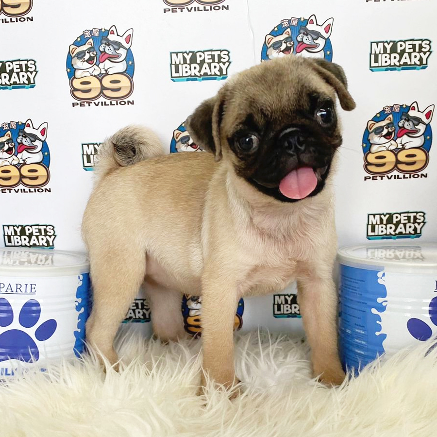 Pug Puppy (Female) For Sale