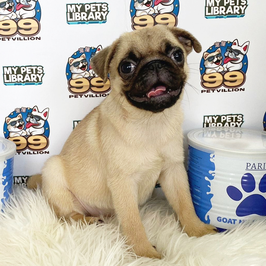 Pug Puppy (Female) For Sale