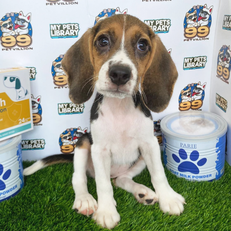 Beagle Puppy (Female) For Sale