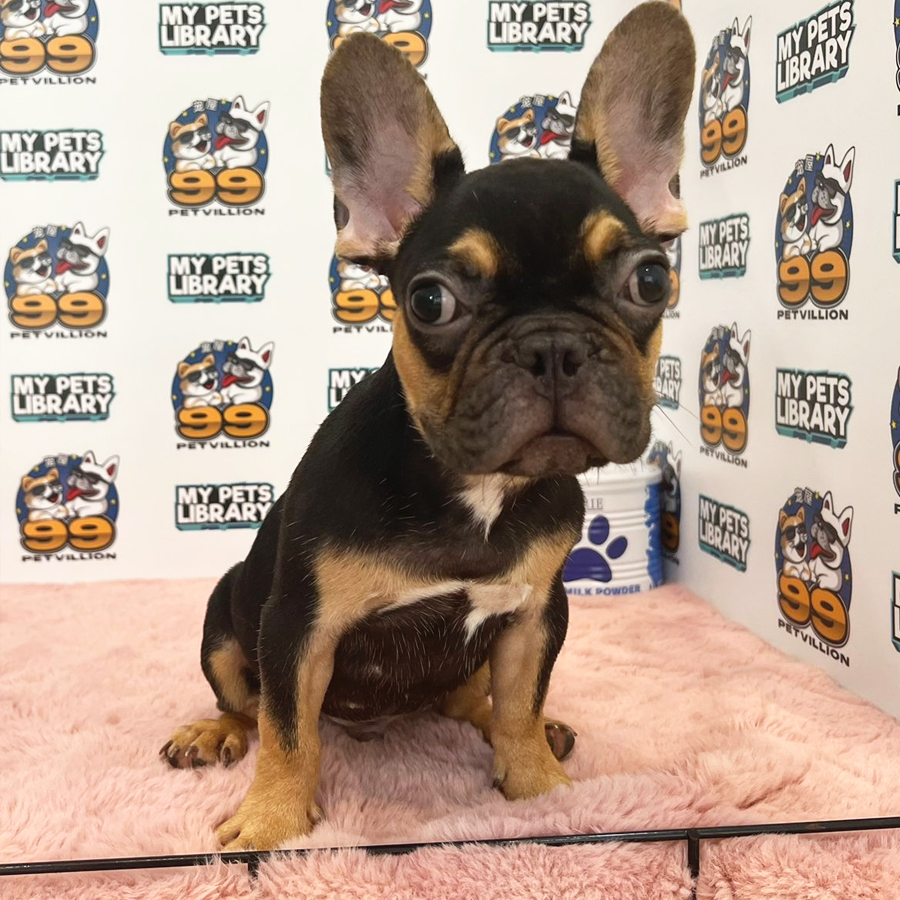 French Bulldog Puppy (Male) For Sale