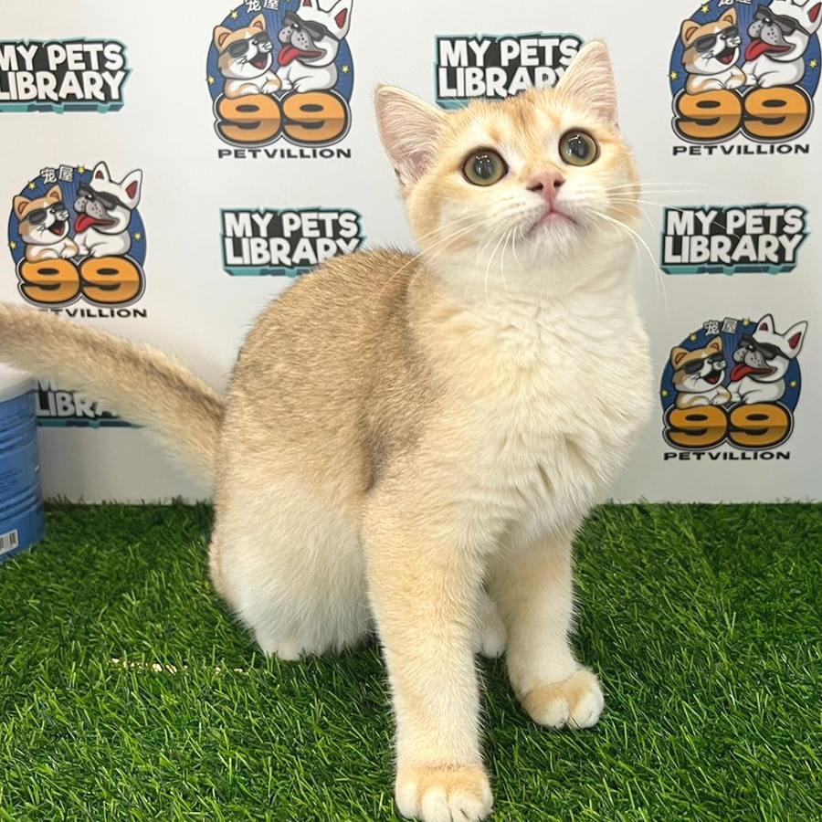 British Shorthair Kitten (Female) For Sale