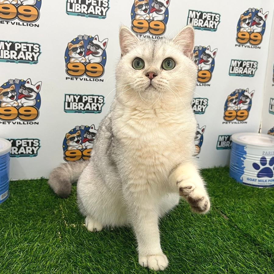 British Shorthair Kitten (Male) For Sale