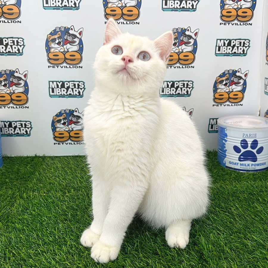British Shorthair Kitten (Male) For Sale