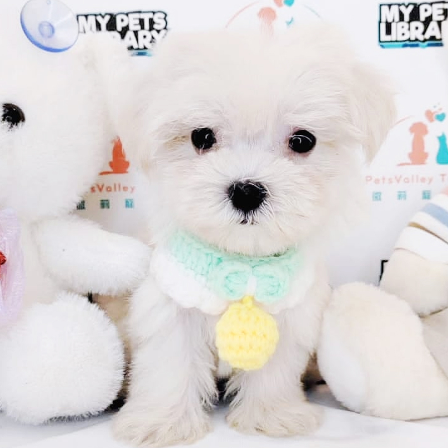 MKA Maltese Puppy (Male) For Sale
