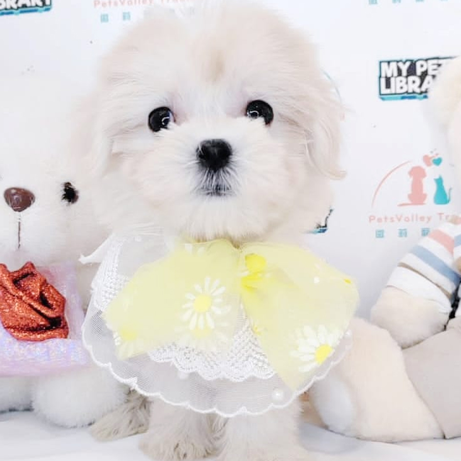 MKA Maltese Puppy (Female) For Sale