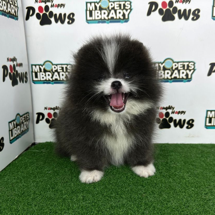 Pomeranian Puppy (Male) For Sale