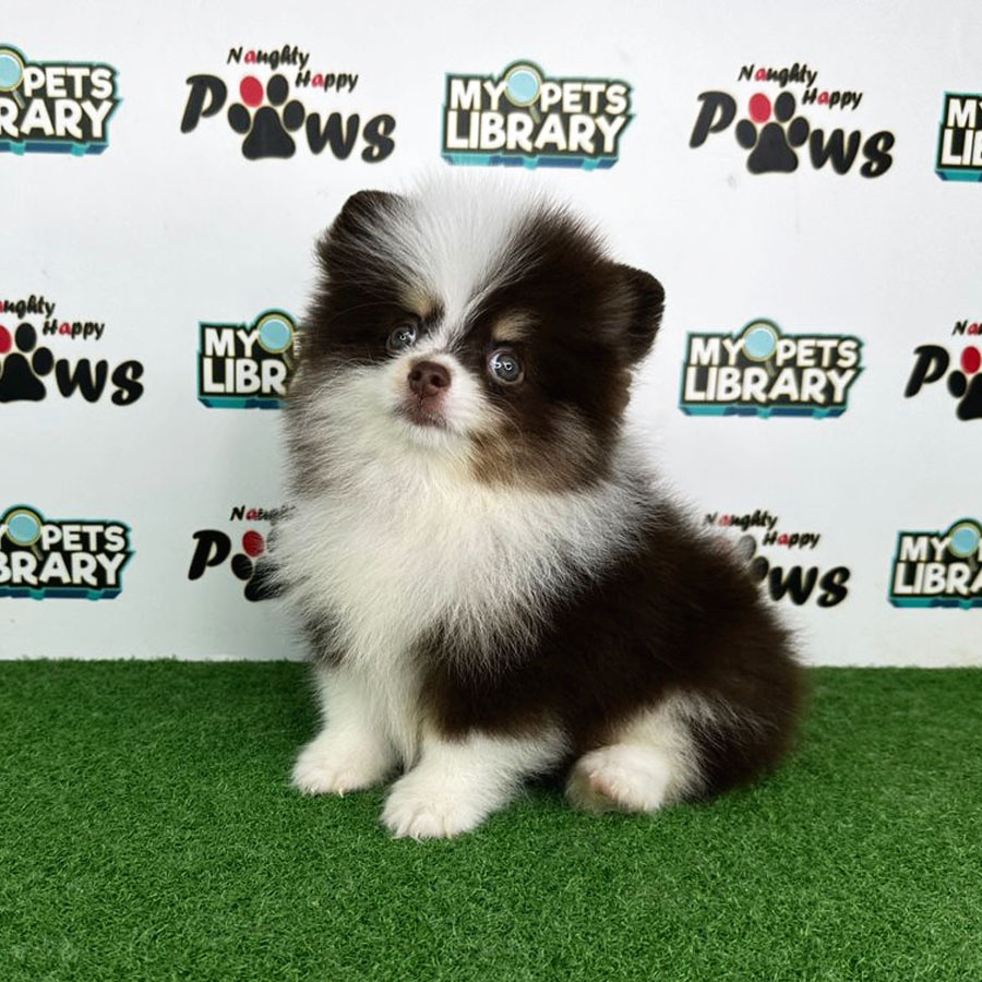 Pomeranian Puppy (Male) For Sale