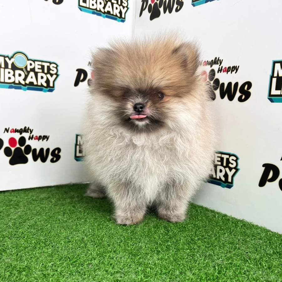 Pomeranian Puppy (Female) For Sale