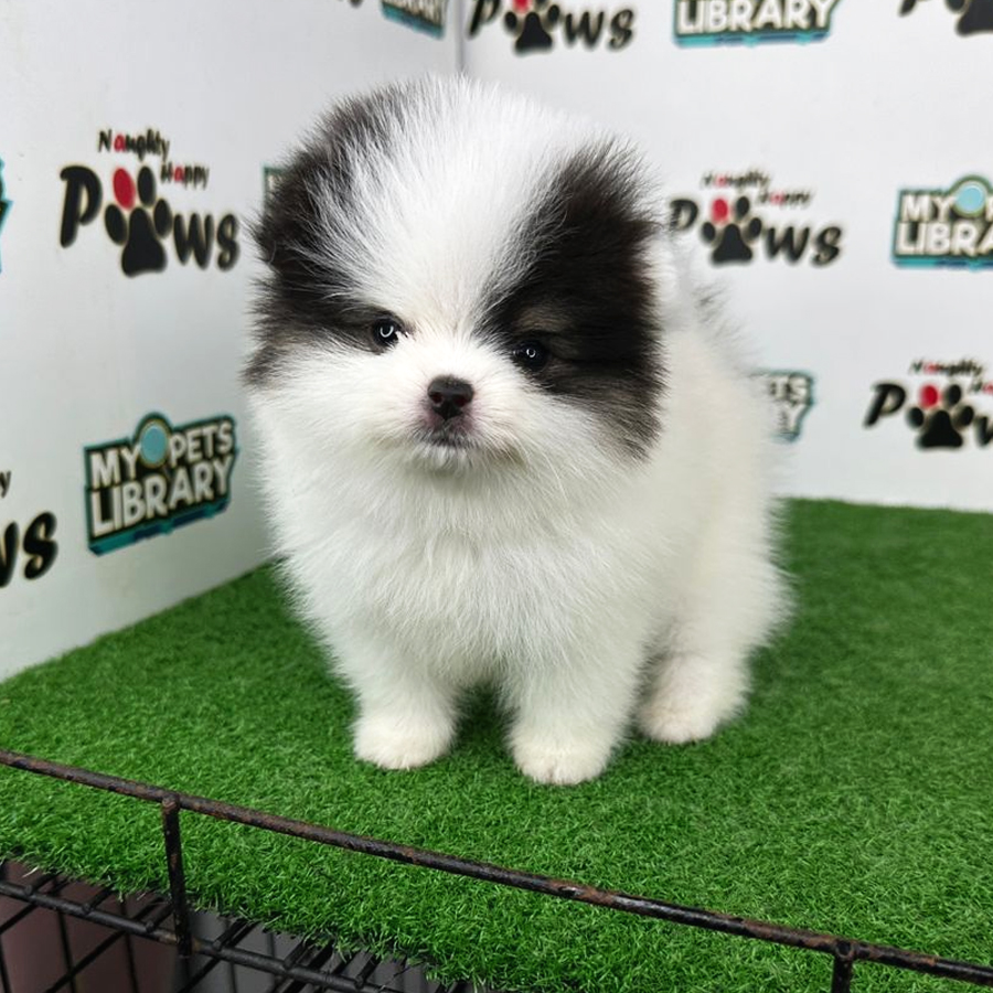 Pomeranian Puppy (Female) For Sale