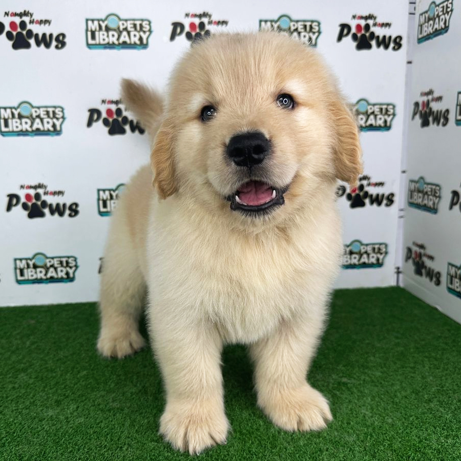 Golden Retriever Puppy (Male) For Sale