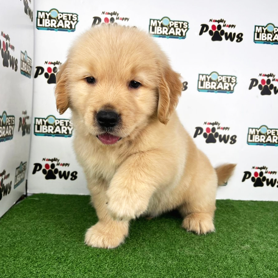 Golden Retriever Puppy (Male) For Sale