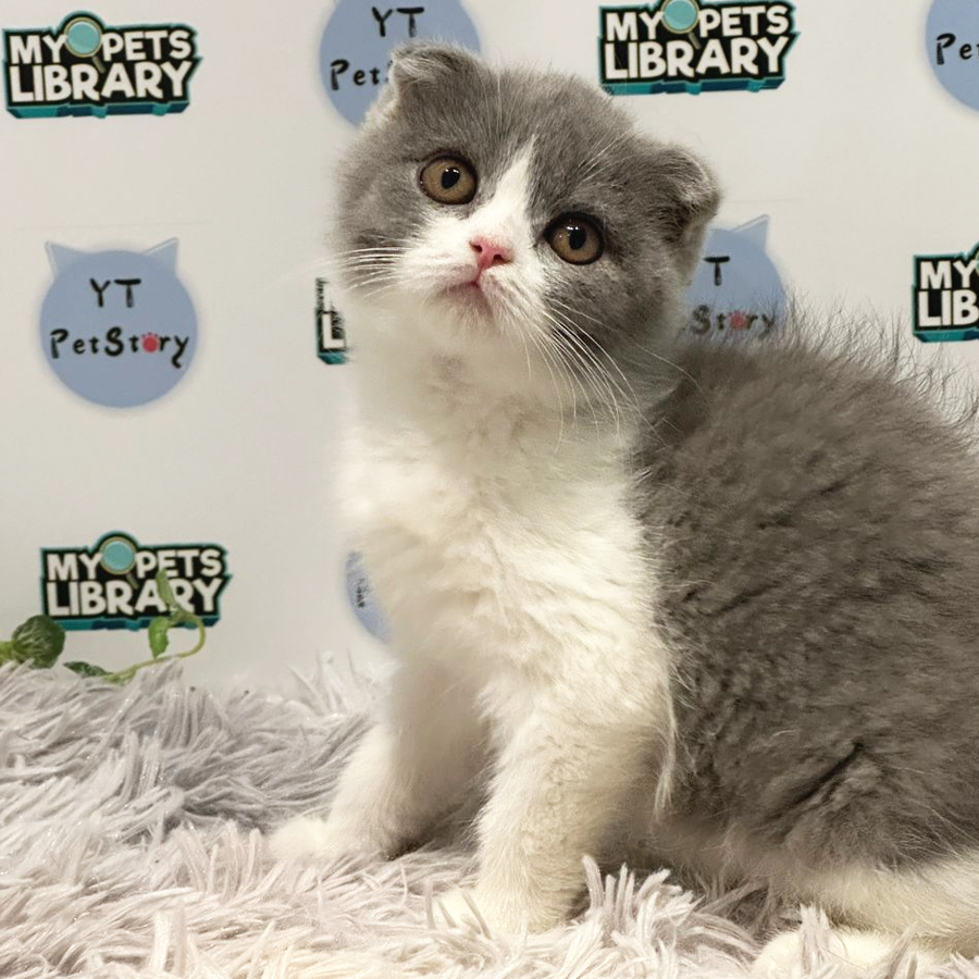 Scottishfold BSH Kitten (Female) For Sale