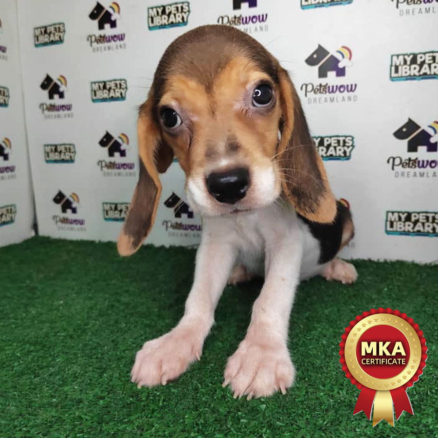 MKA Beagle Puppy (Male) For Sale