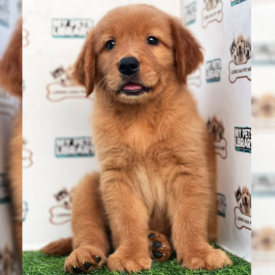 Golden Retriever Puppy (Male) For Sale