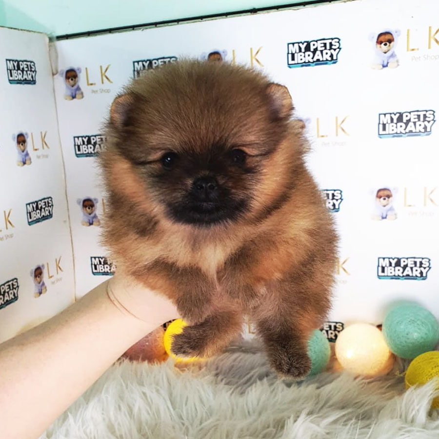 Tiny Pomeranian Puppy (Female) For Sale