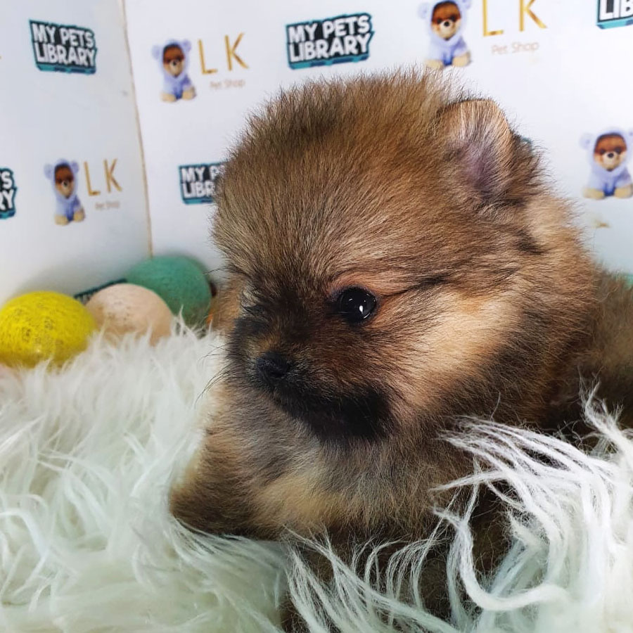 Tiny Pomeranian Puppy (Female) For Sale