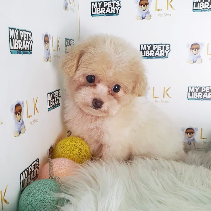 Toy Poodle Puppy (Female) For Sale