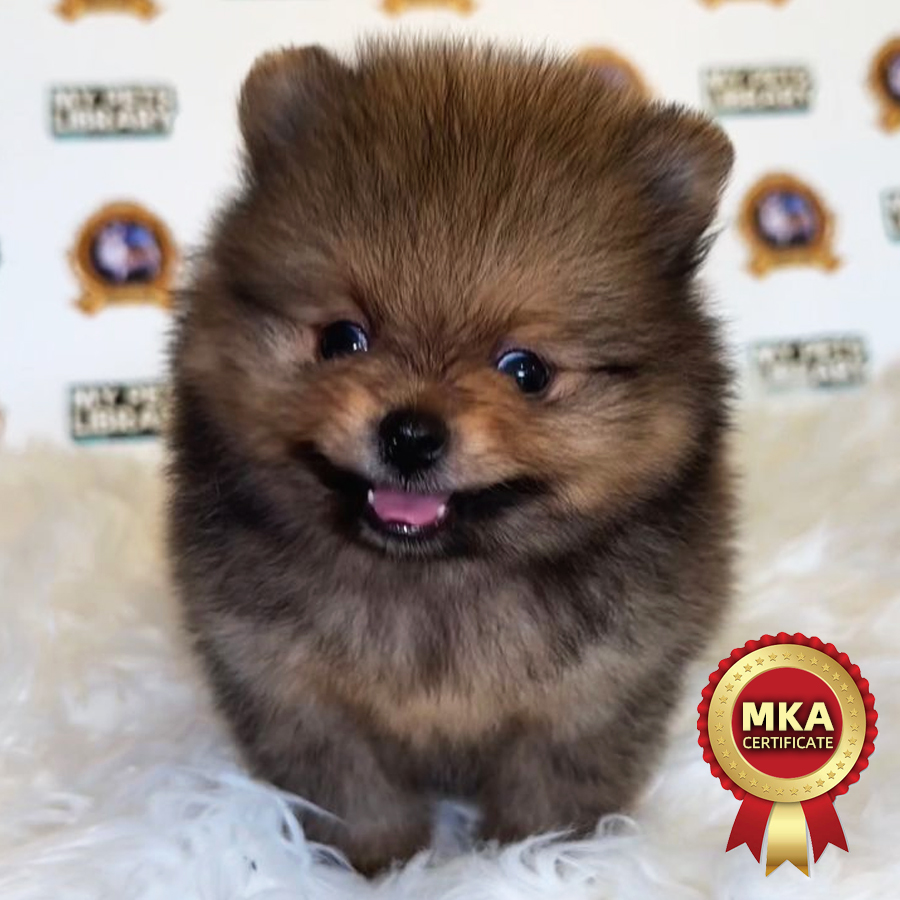 MKA Pomeranian Puppy (Male) For Sale