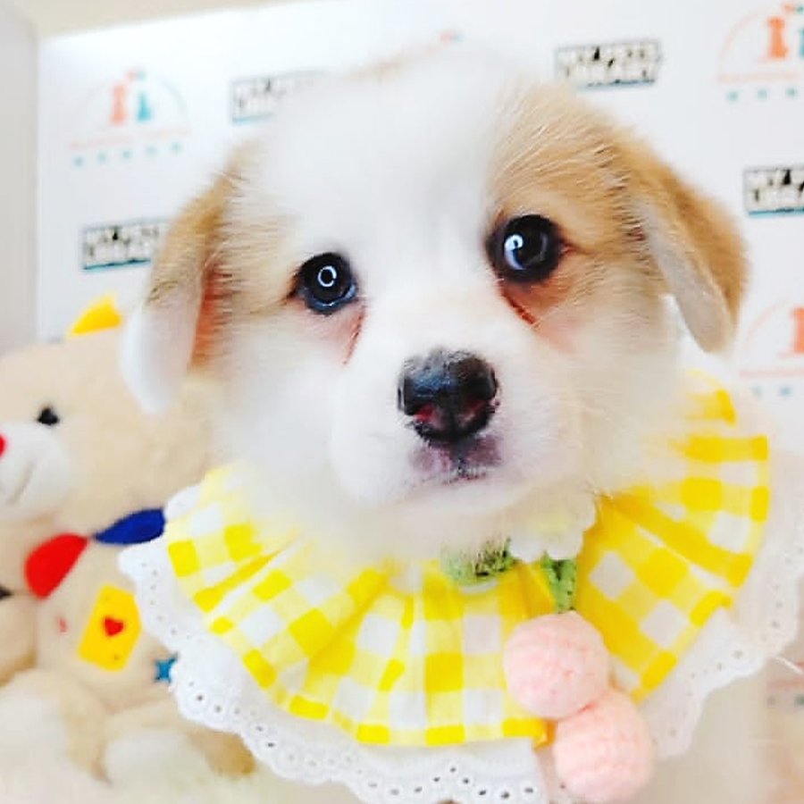 Welsh Corgi Puppy (Female) For Sale