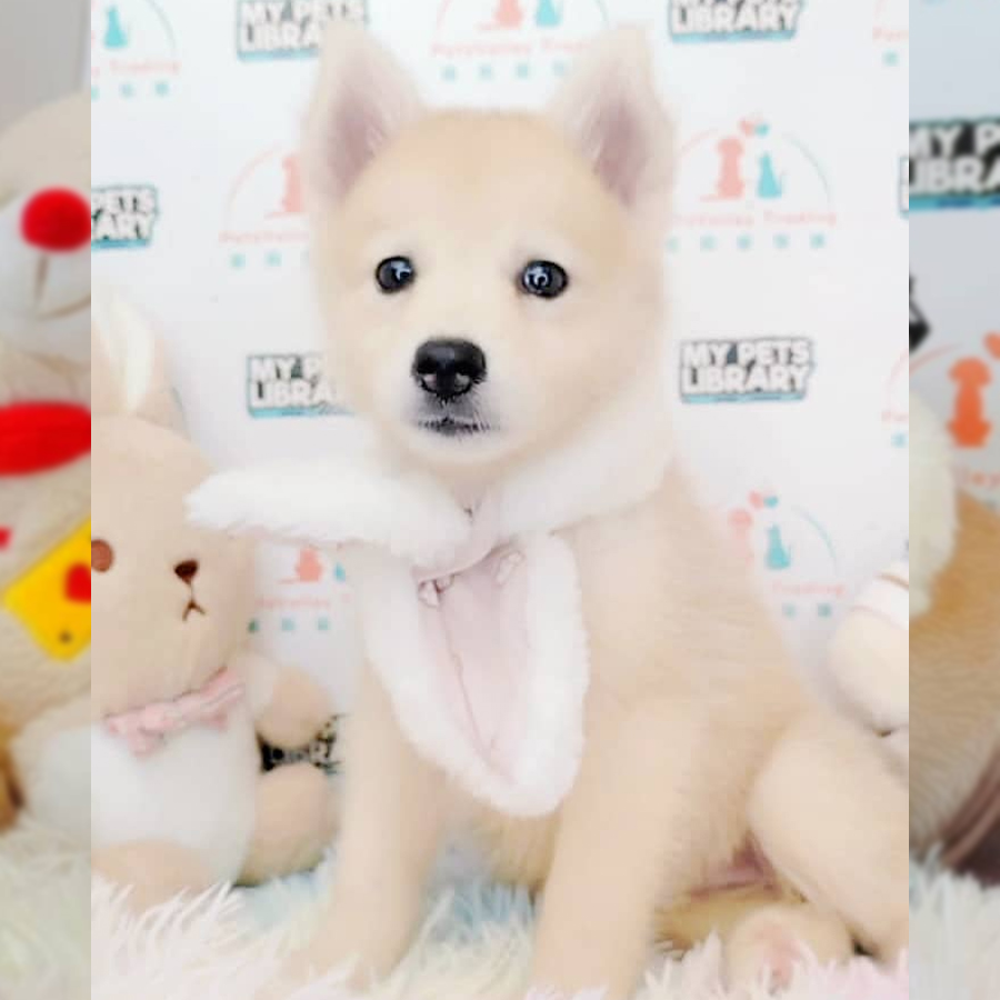 Pomsky Puppy (Female) For Sale