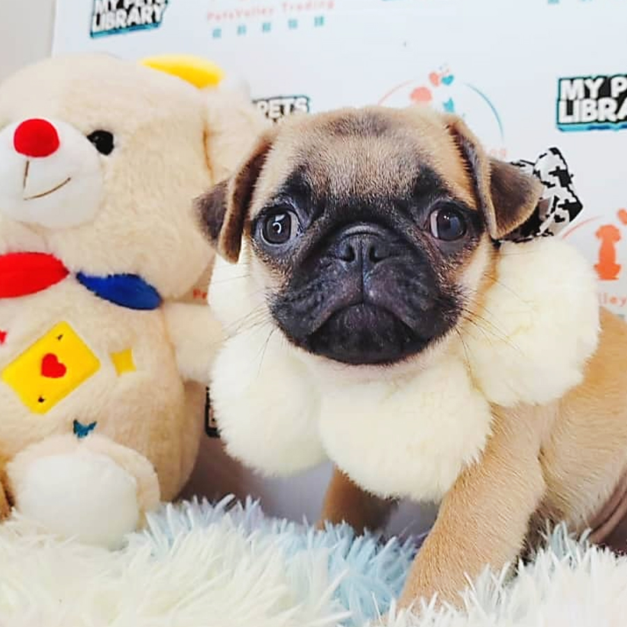 Pug Puppy (Female) For Sale
