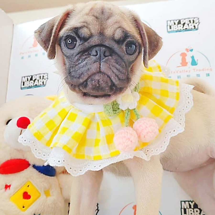 Pug Puppy (Male) For Sale