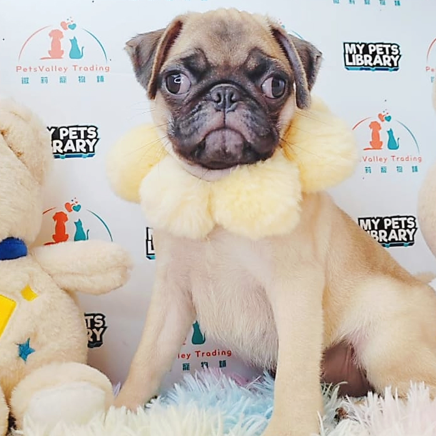 Pug Puppy (Male) For Sale