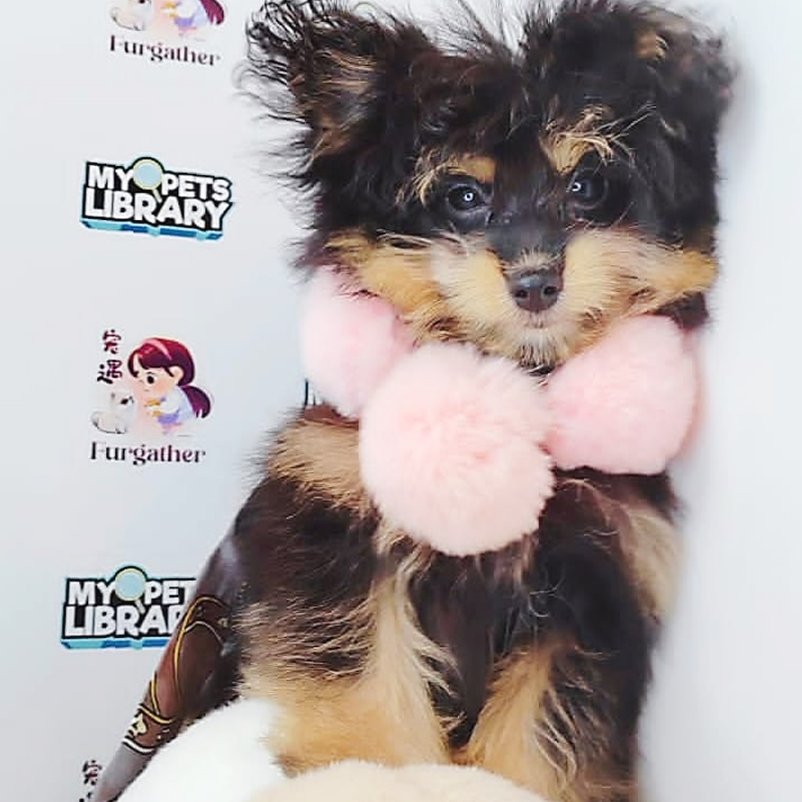 Pomsky Puppy (Female) For Sale