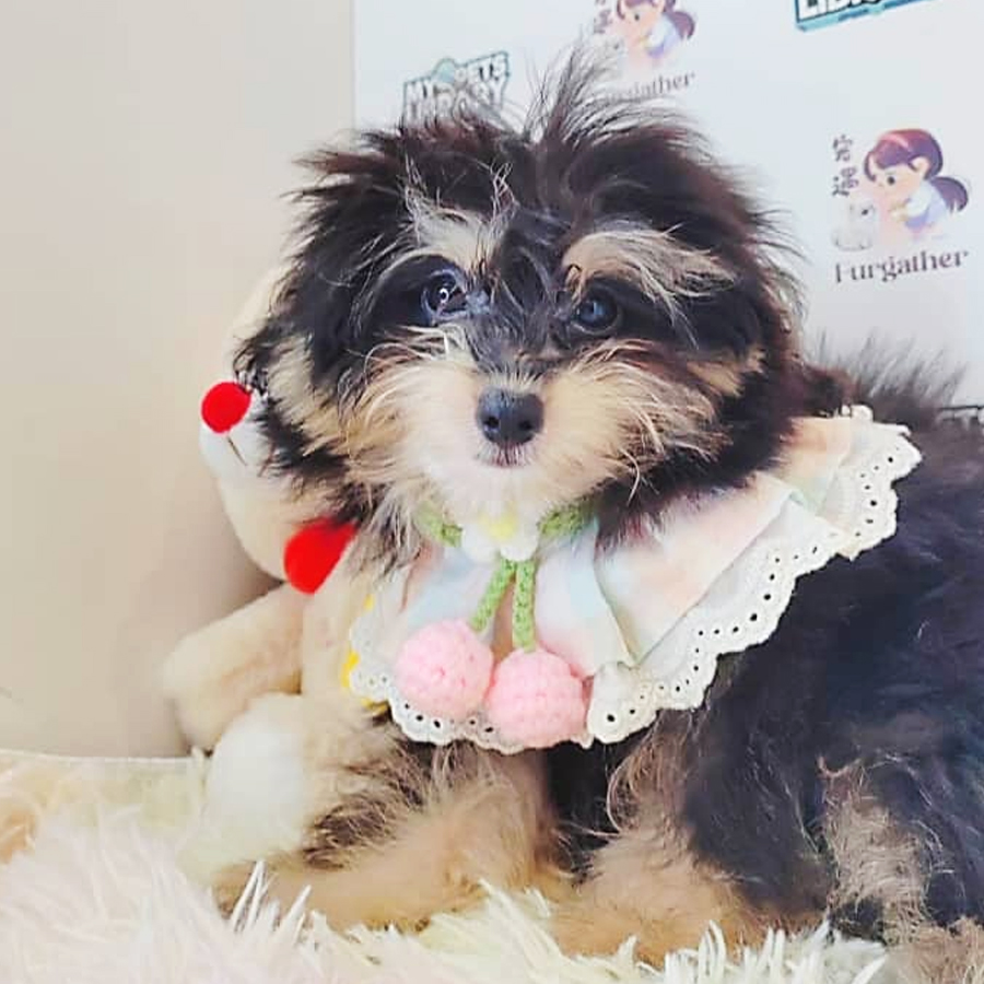 Pomsky Puppy (Female) For Sale
