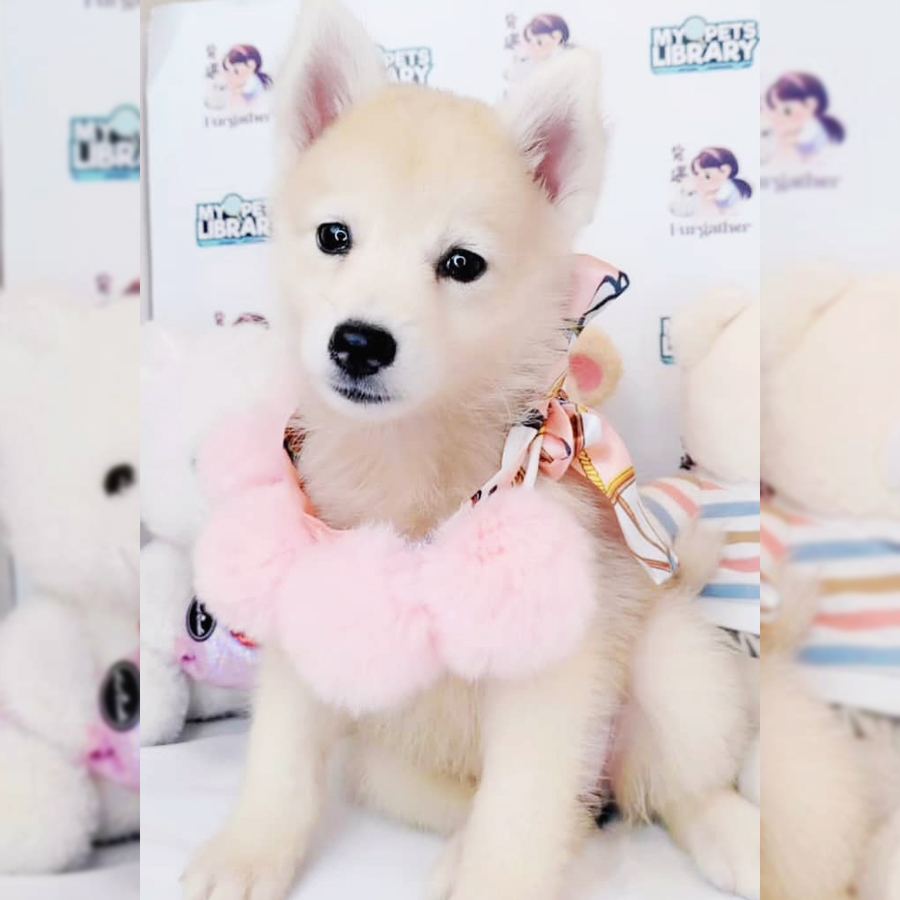 Pomsky Puppy (Female) For Sale