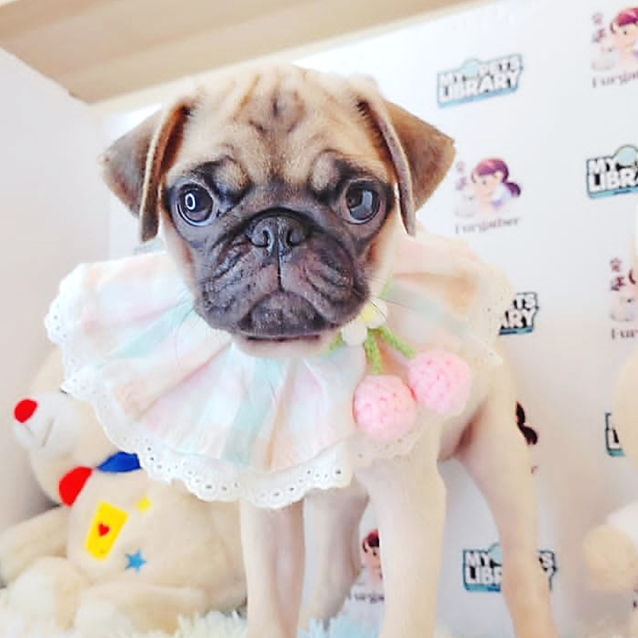 Pug Puppy (Female) For Sale