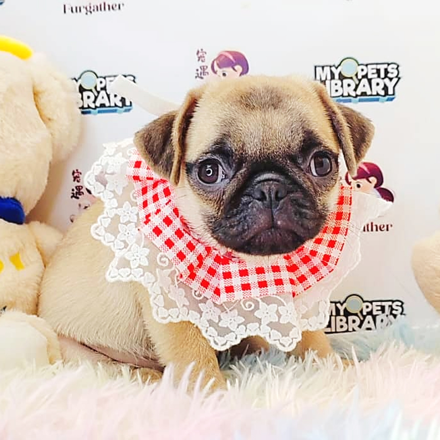 Pug Puppy (Female) For Sale