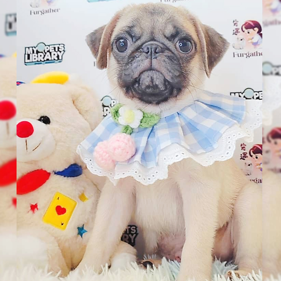 Pug Puppy (Male) For Sale