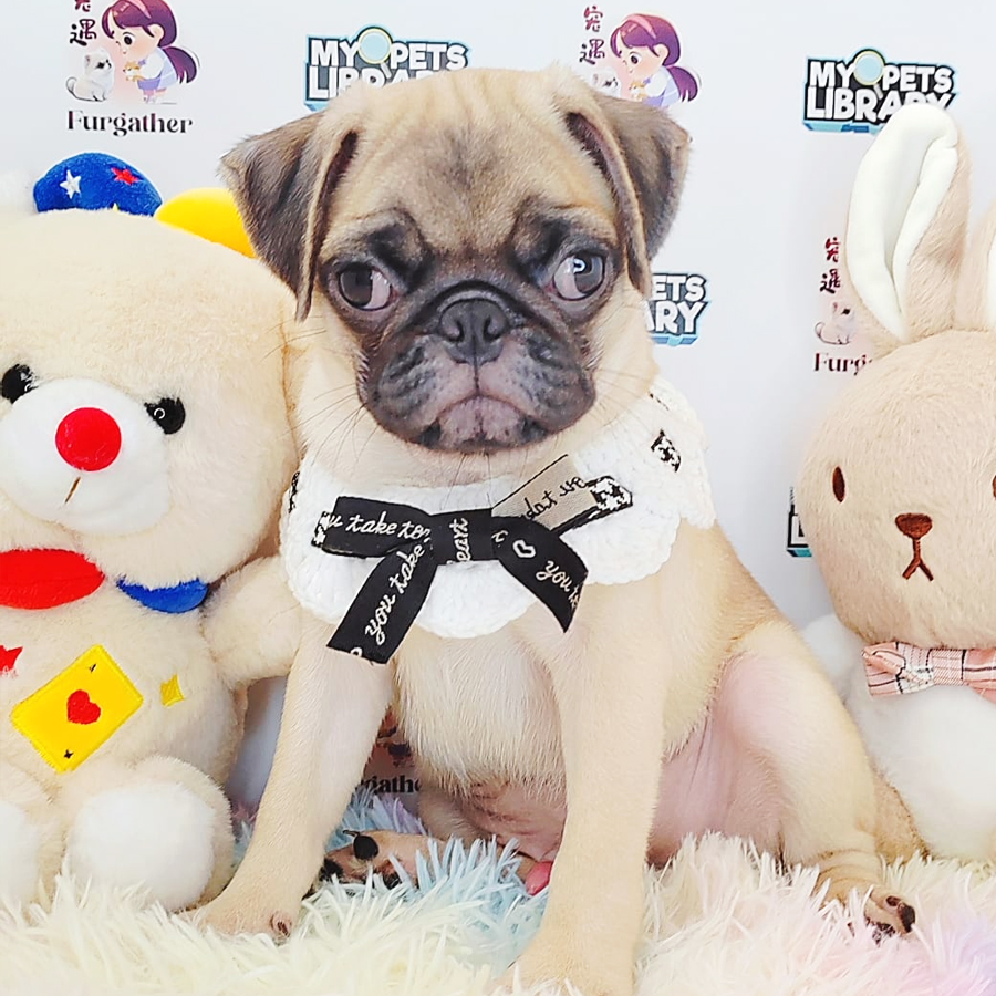 Pug Puppy (Male) For Sale