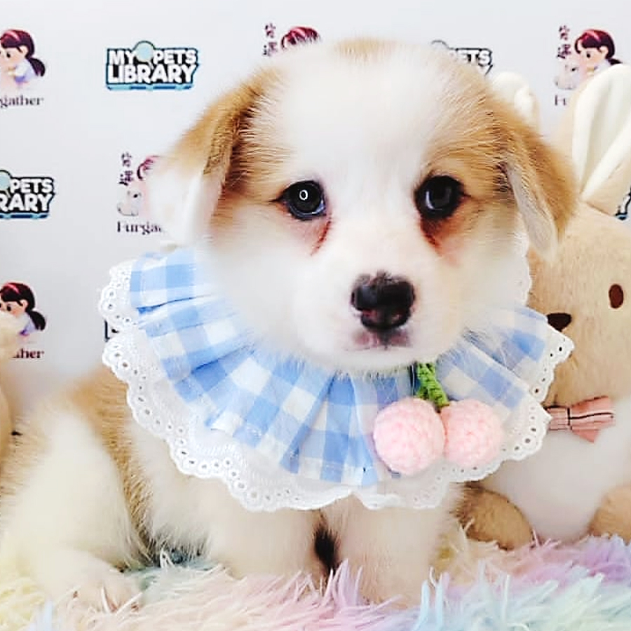 Welsh Corgi Puppy (Female) For Sale