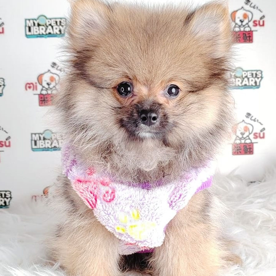 Pomeranian Puppy (Male) For Sale