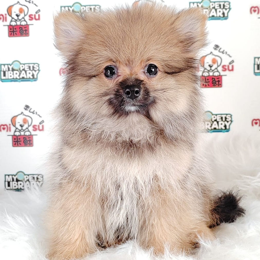 Pomeranian Puppy (Male) For Sale