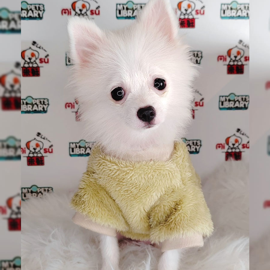 Pomeranian Puppy (Female) For Sale