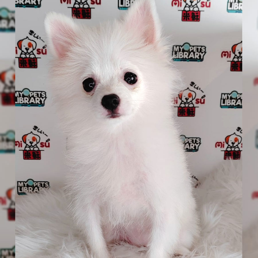 Pomeranian Puppy (Female) For Sale