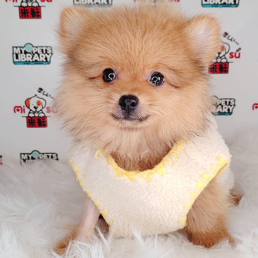 Pomeranian Puppy (Male) For Sale
