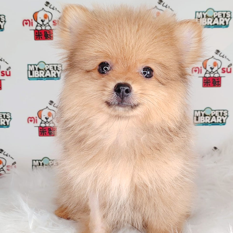 Pomeranian Puppy (Male) For Sale