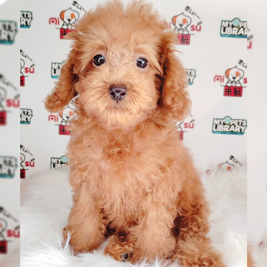 Toy Poodle Puppy (Female) For Sale