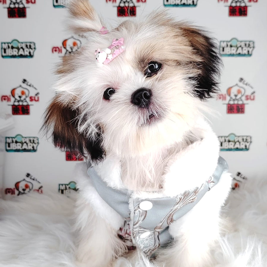 Shih Tzu Puppy (Female) For Sale
